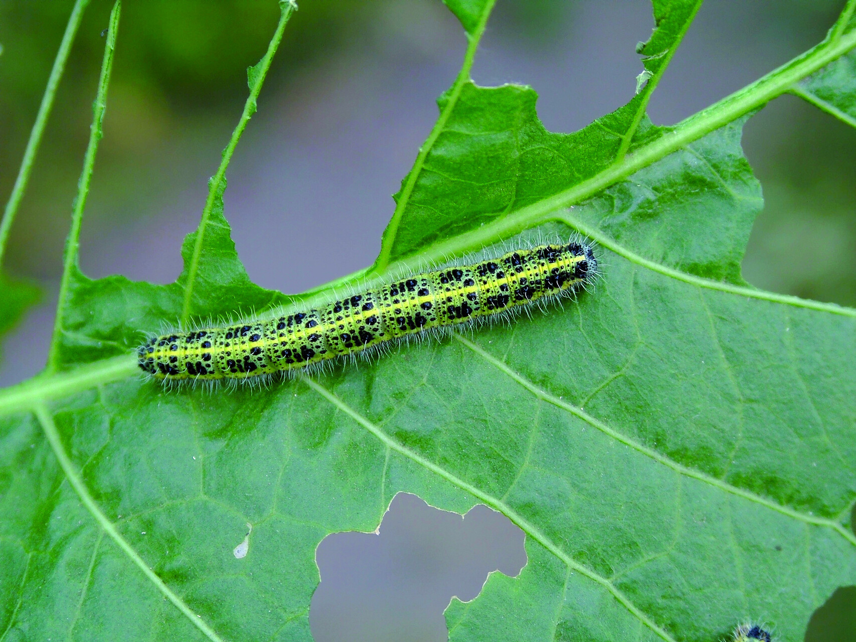 Chenilles au jardin : bon ou mauvais signe ? | Adalia
